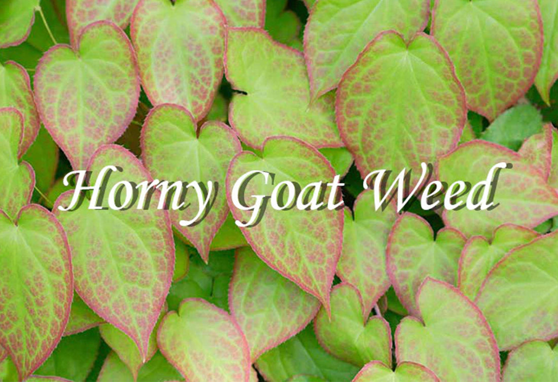 horny goat weed leaves natural herb may offer viagra alternative 